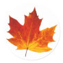 Colorful maple leaf classic round sticker