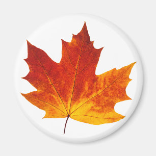 Colorful maple leaf magnet
