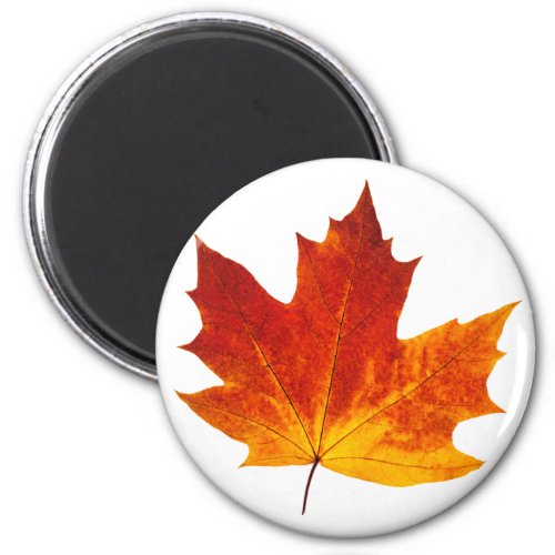 Colorful maple leaf magnet