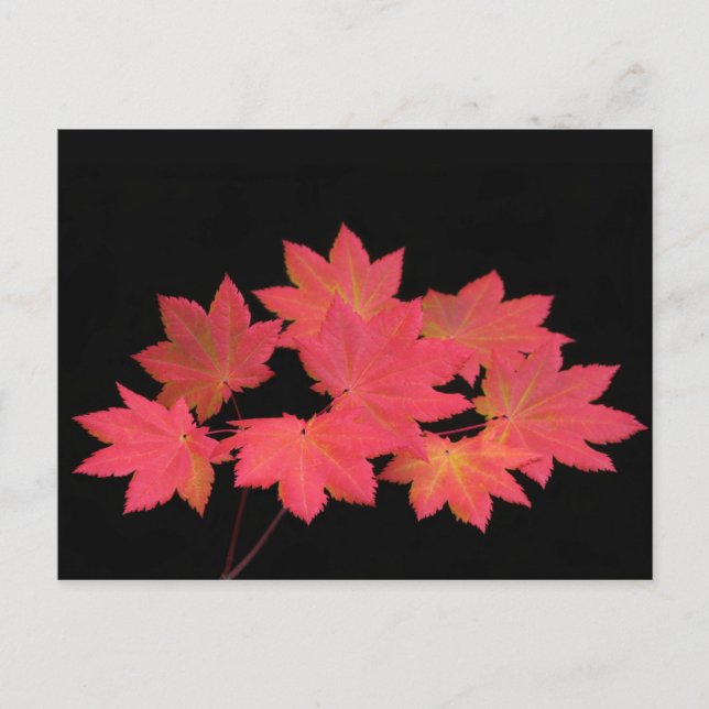 Colorful Maple Leaves... Postcard (Front)