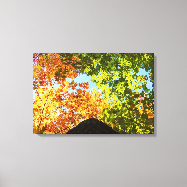 Colorful Maple Treetops Canvas Print (Front)