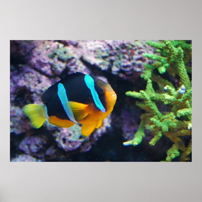 Colorful Marine Life Poster (Front)