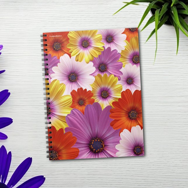 Colorful Medley of African Daisies Flowers Notebook (Colorful Medley of African Daisies Journal Cover Photo)