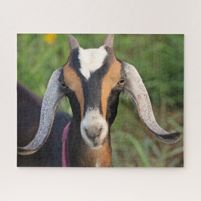 Colorful Mini Nubian Dairy Goat Kid Jigsaw Puzzle (Horizontal)