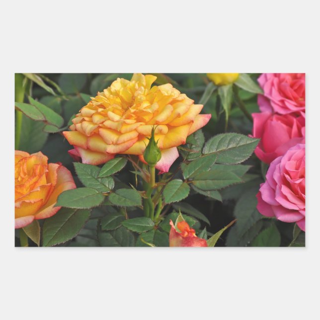 Colorful miniature roses rectangular sticker (Front)