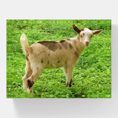 Colorful Moonspotted Nigerian Dwarf Dairy Goat Kid Paperweight