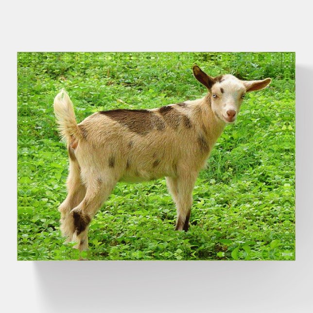 Colorful Moonspotted Nigerian Dwarf Dairy Goat Kid Paperweight (Front)