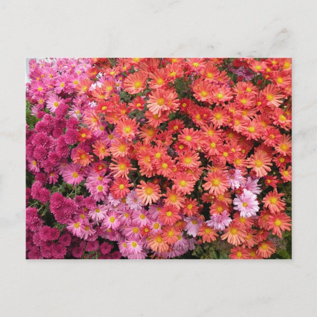 Colorful Mums Postcard (Front)