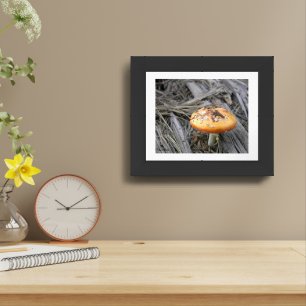 Colorful Mushroom Busting Through Pine Straw Photo Framed Art