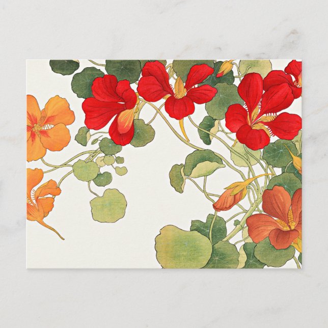 Colorful Nasturtium flowers Postcard (Front)