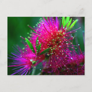 Colorful Nature Floral Hot Pink Neon Green Flowers Postcard