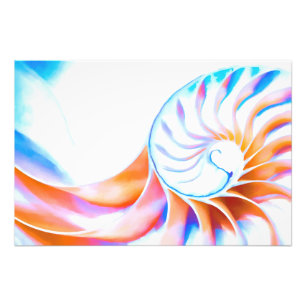 Colorful Nautilus Photo Print