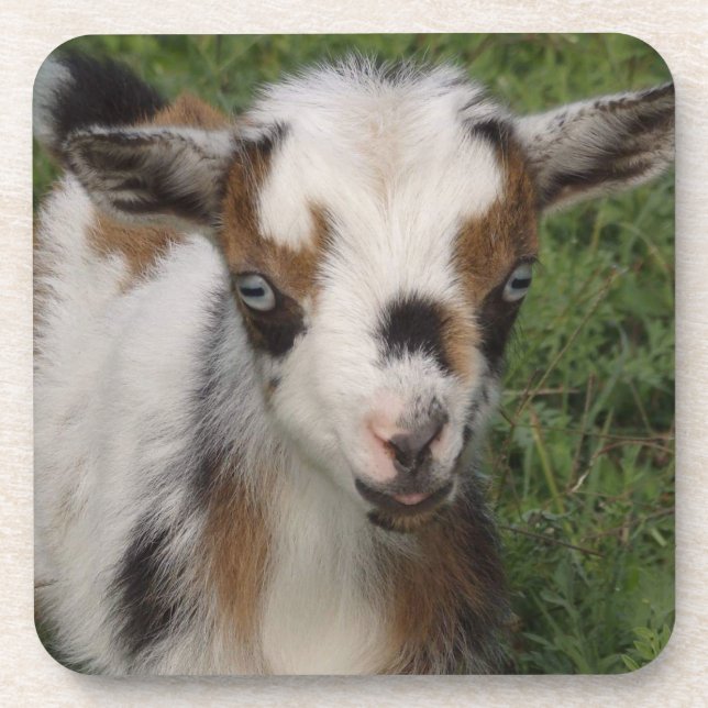 Colorful Nigerian Dwarf Dairy Goat Kid Beverage Coaster (Front)