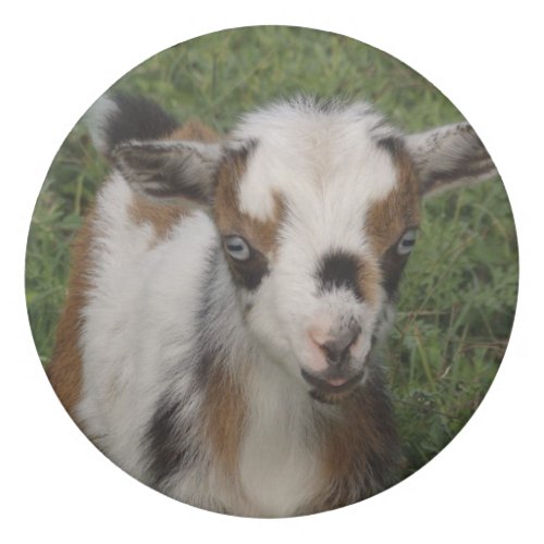 Colorful Nigerian Dwarf Dairy Goat Kid Eraser