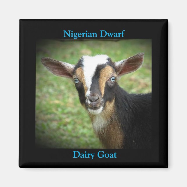 Colorful Nigerian Dwarf Dairy Goat Kid Magnet (Front)
