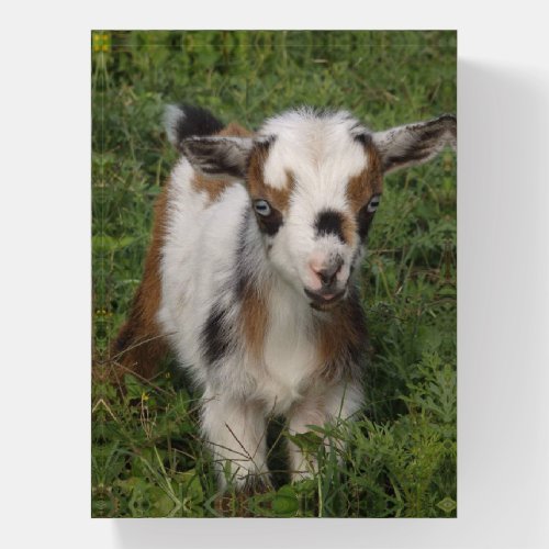 Colorful Nigerian Dwarf Dairy Goat Kid Paperweight