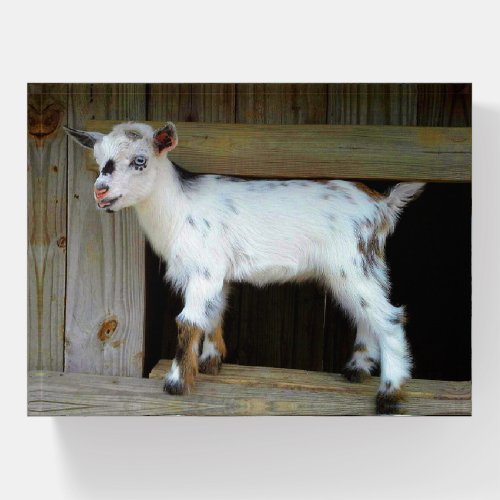Colorful Nigerian Dwarf Dairy Goat Kid Paperweight