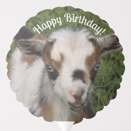 Colorful Nigerian Dwarf Goat Kid Happy Birthday Balloon