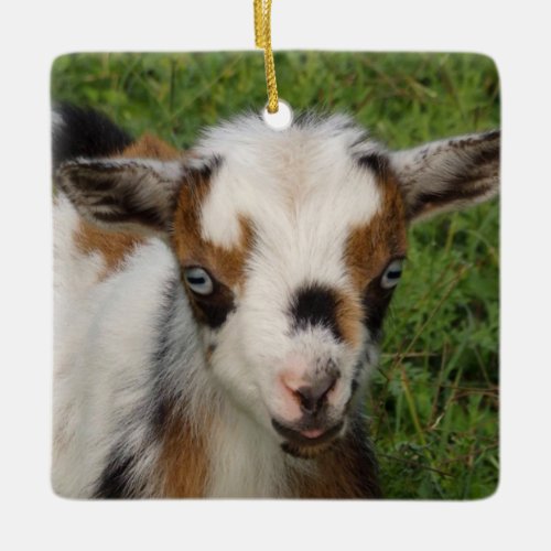 Colorful Nigerian Dwarf Goat Kid with Blue Eyes Ceramic Ornament