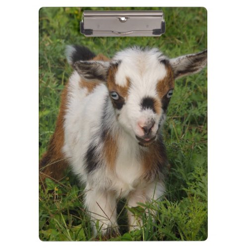 Colorful Nigerian Dwarf Goat Kid with Blue Eyes Clipboard