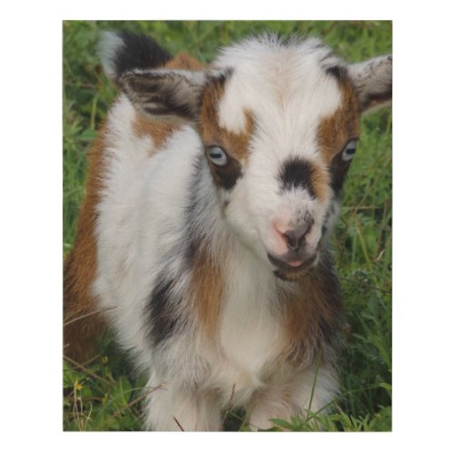 Colorful Nigerian Dwarf Goat Kid with Blue Eyes Faux Canvas Print