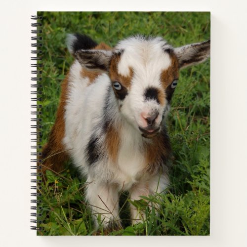 Colorful Nigerian Dwarf Goat Kid with Blue Eyes Notebook