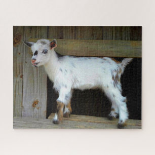 Colorful Nigerian Dwarf Goat with Blue Eyes Jigsaw Puzzle