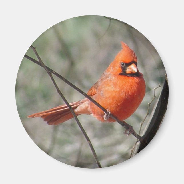 Colorful Northern Cardinal Magnet (Front)