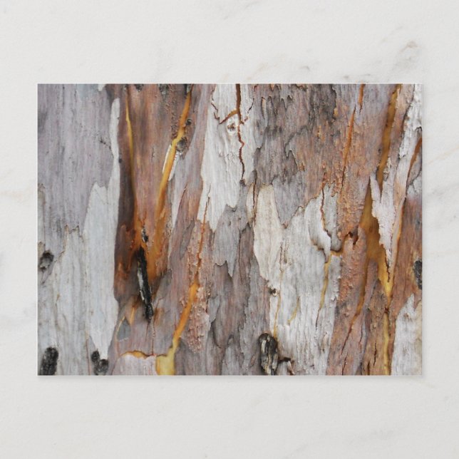 Colorful old tree bark texture postcard (Front)