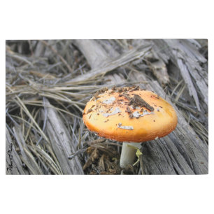 Colorful Orange Mushroom Cap in Pine Straw Photo Metal Print