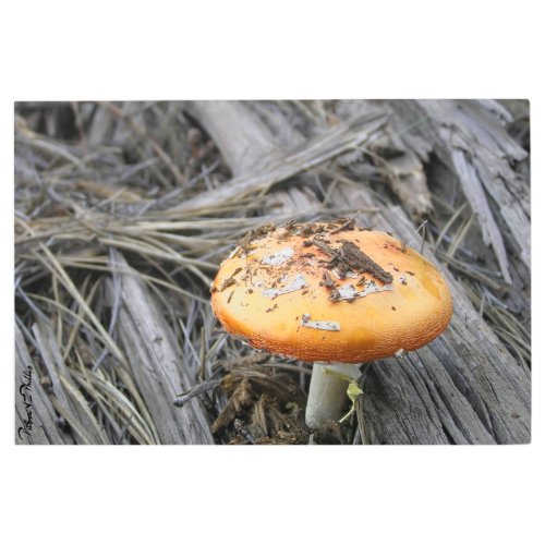Colorful Orange Mushroom Cap in Pine Straw Photo Metal Print