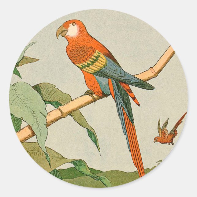 Colorful Orange Parrot on Bamboo Classic Round Sticker (Front)