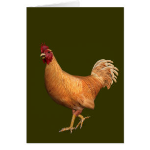 Colorful Orange Rooster Cards