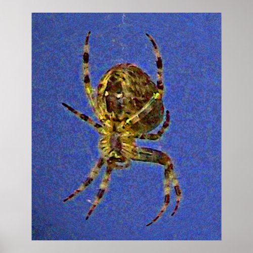 Colorful Orb Spider  Poster