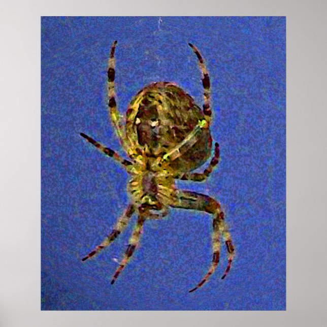 Colorful Orb Spider  Poster (Front)