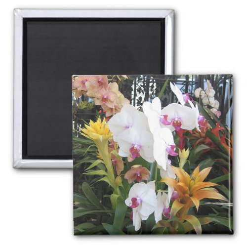 Colorful Orchids Magnet