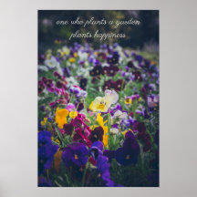 Colorful pansies in bloom in the country garden