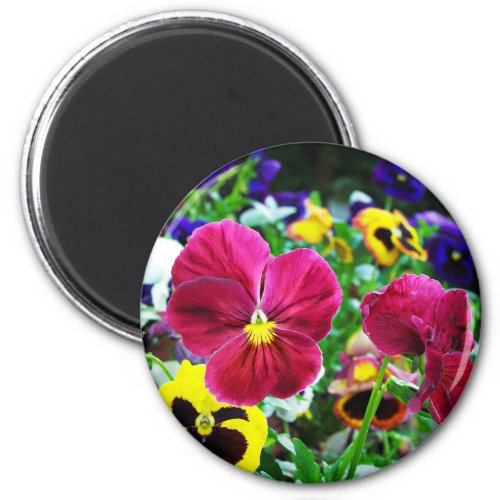 Colorful Pansies Magnet