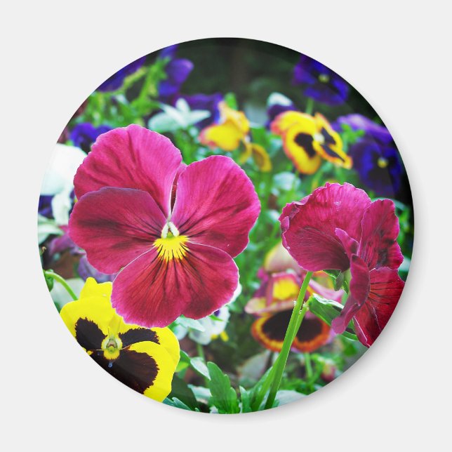 Colorful Pansies Magnet (Front)