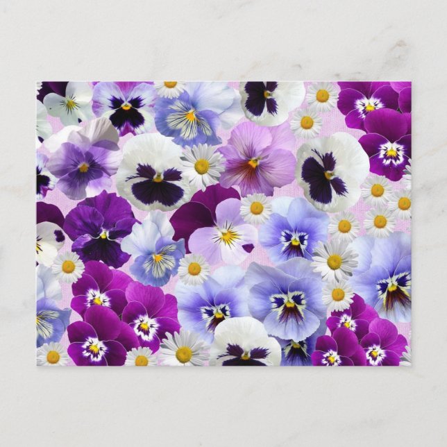 Colorful Pansy and Daisy Flowers   Postcard (Front)