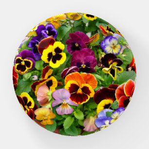 Colorful Pansy Display Paperweight