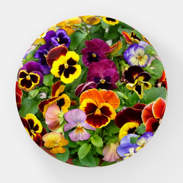 Colorful Pansy Display Paperweight (Front)