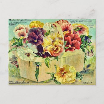 Colorful Pansy Flowers Vintage Seed Packet Cover Postcard by LeAnnS123 at Zazzle