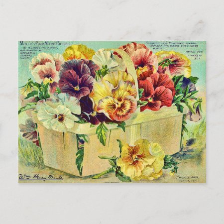 Colorful Pansy Flowers Vintage Seed Packet Cover Postcard