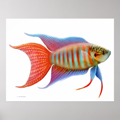 Colorful Paradise Gourami Fish Print
