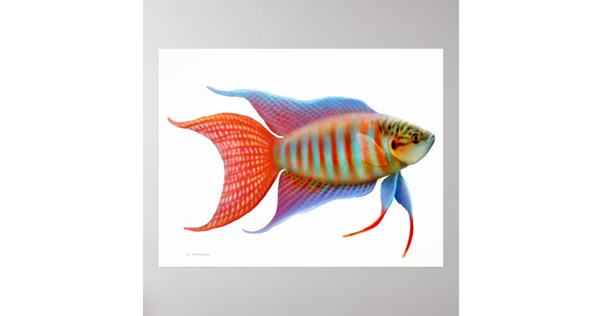 paradise gourami fish