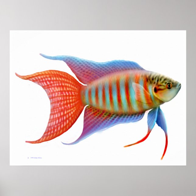 Colorful Paradise Gourami Fish Print (Front)