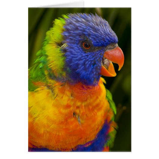 Colorful parakeet cards (Front)