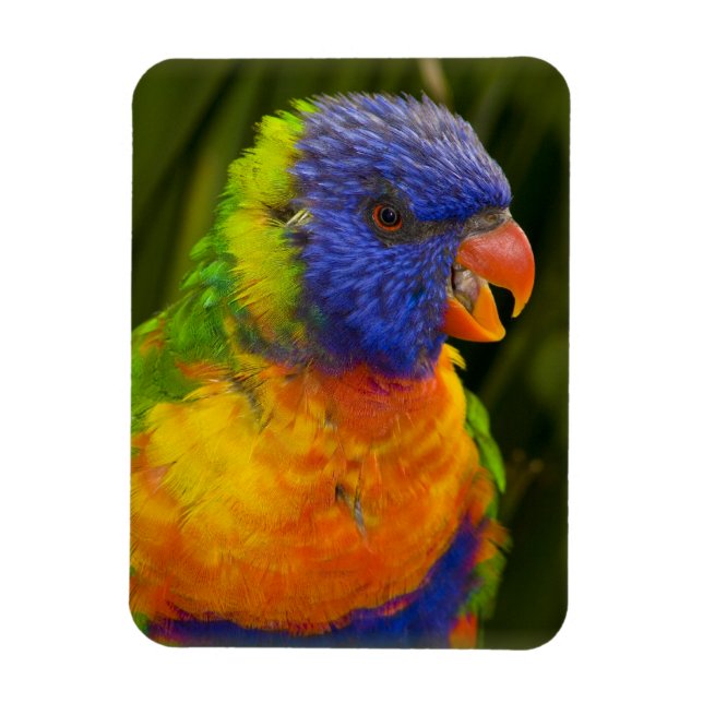 Colorful parakeet magnet (Vertical)
