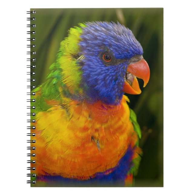 Colorful parakeet notebook (Front)